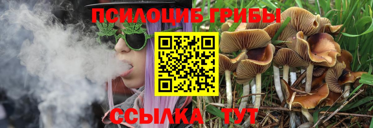Псилоцибиновые грибы Psilocybe Прокопьевск
